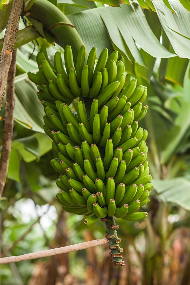 Canary Islands-La Palma Island-San Andres-bananas